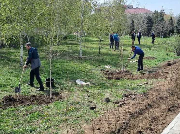 В Астрахани сегодня высадили около полутысячи деревьев и цветов