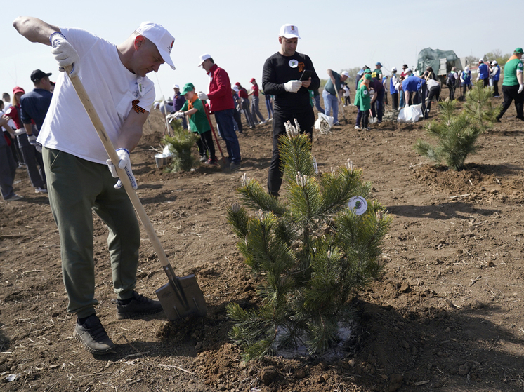 Более 100 тысяч деревьев высадят на Ставрополье в рамках акции «Сад памяти»