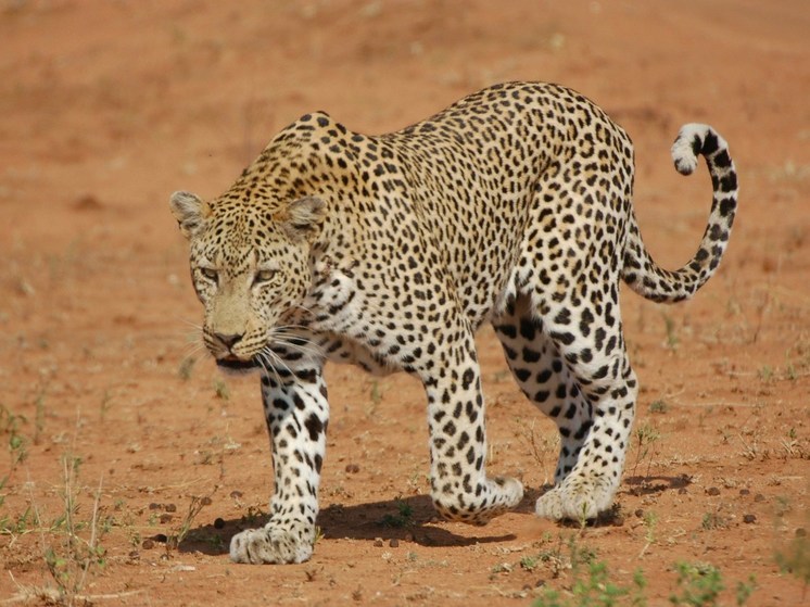 Леопард растерзал полуторагодовалую девочку в Индии