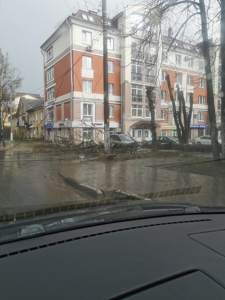 В Твери упавшее дерево оборвало провода возле здания РОВД