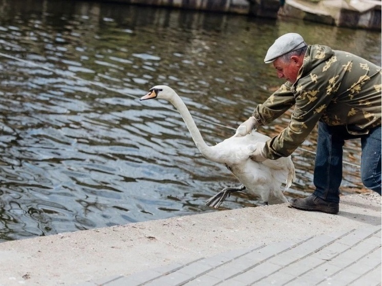 Лебедей вернули в Лопатинский сад после зимовья