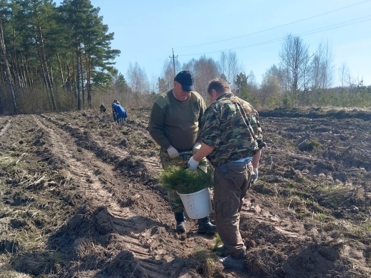 Орловскую землю обогатили 2,5 тысячами сеянцами сосны