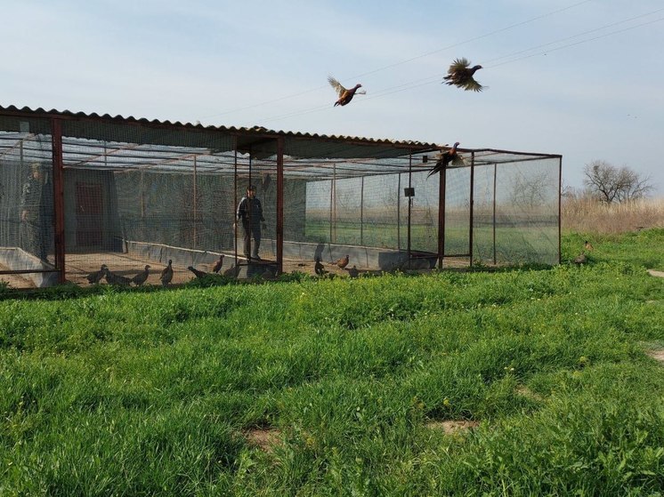 Астраханскую природу увидят более 300 фазанов