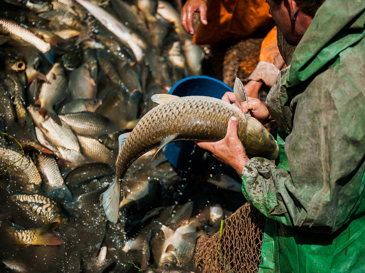 За первую неделю апреля астраханских рыбаков оштрафовали на 167 тысяч рублей