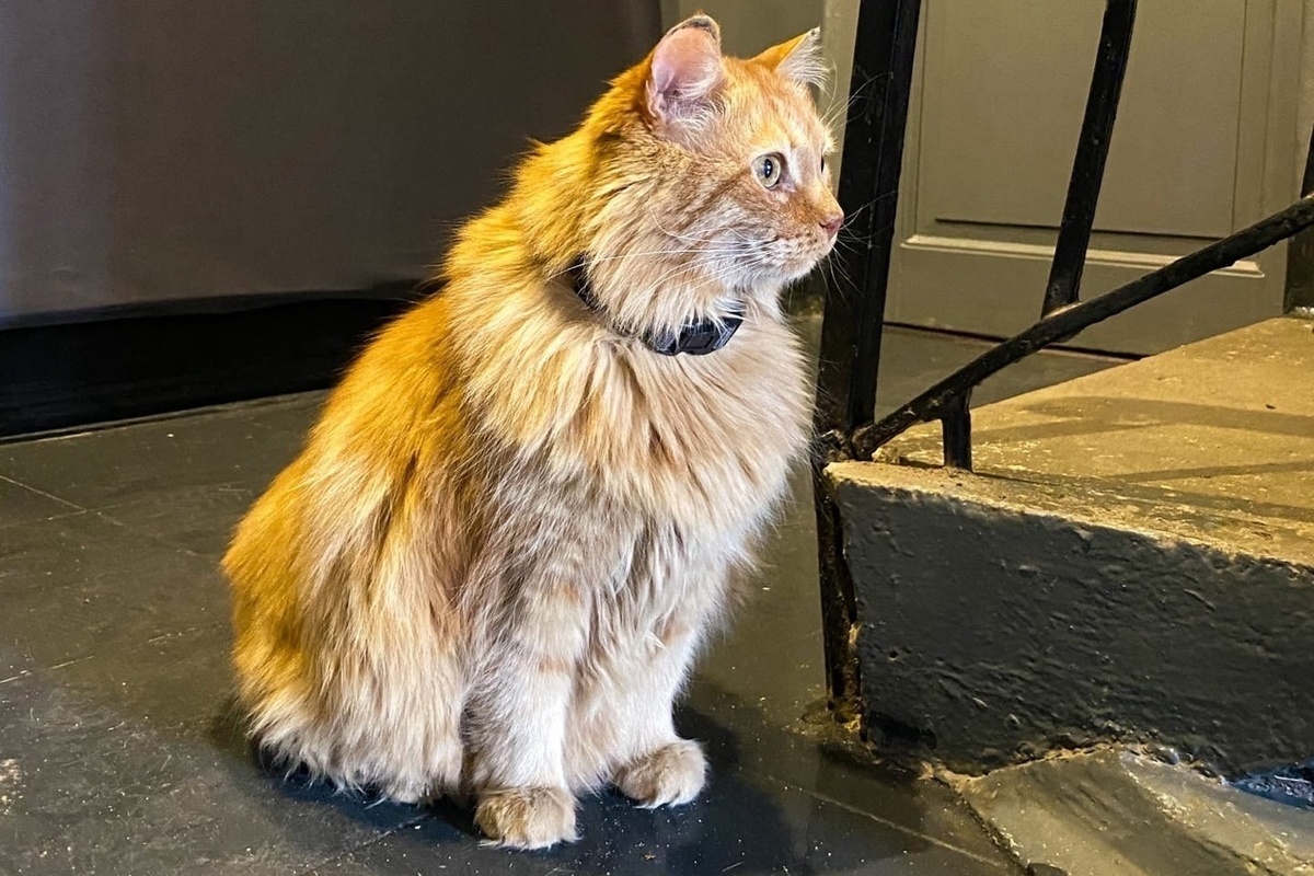 The mascot of the Akhmatova Museum, the cat Kesha, has died