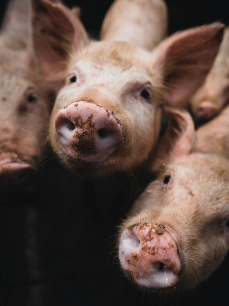 Свинокомплекс «Сибагро» в Бурятии проверяет природоохранная прокуратура