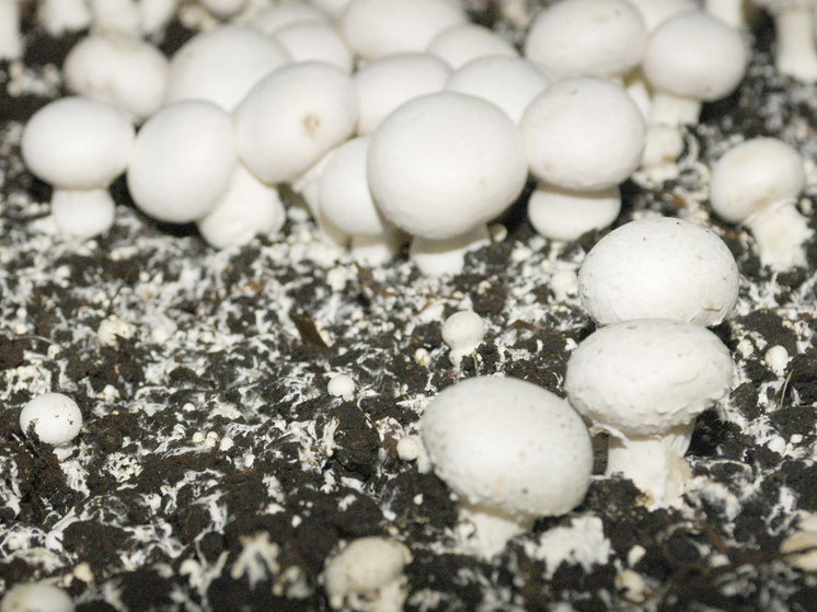 Выявлено удивительное свойство грибов: способны накапливать энергию