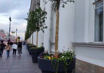 Петербург в преддверии летнего сезона активно преображается. Совсем скоро на улицах города появятся кадки с цветами и другими растениями, сообщил «Петербургский дневник».