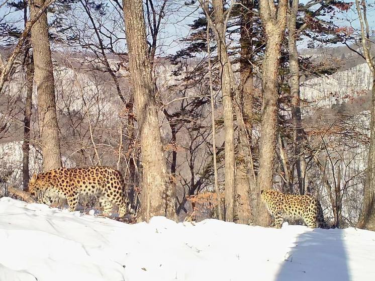 Экологи рассказали о первом леопарде в Октябрьском районе Приморья