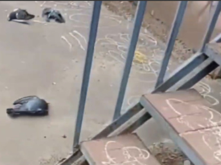 Массовое отравление голубей произошло в подмосковной Лобне