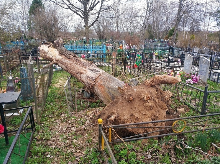 В Тверской области большое дерево смяло могильную ограду