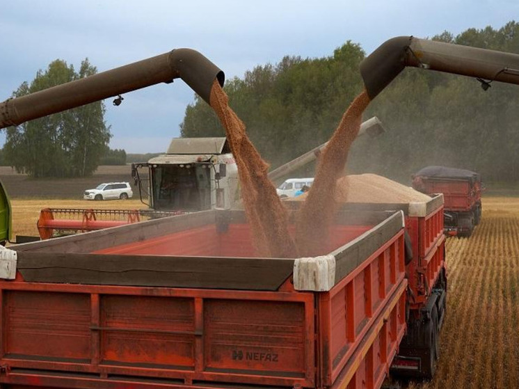 Новосибирская область нарастила поставки зерна в Монголию