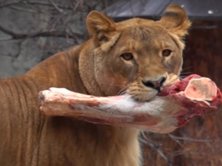 Новосибирский зоопарк показал кормление африканской львицы