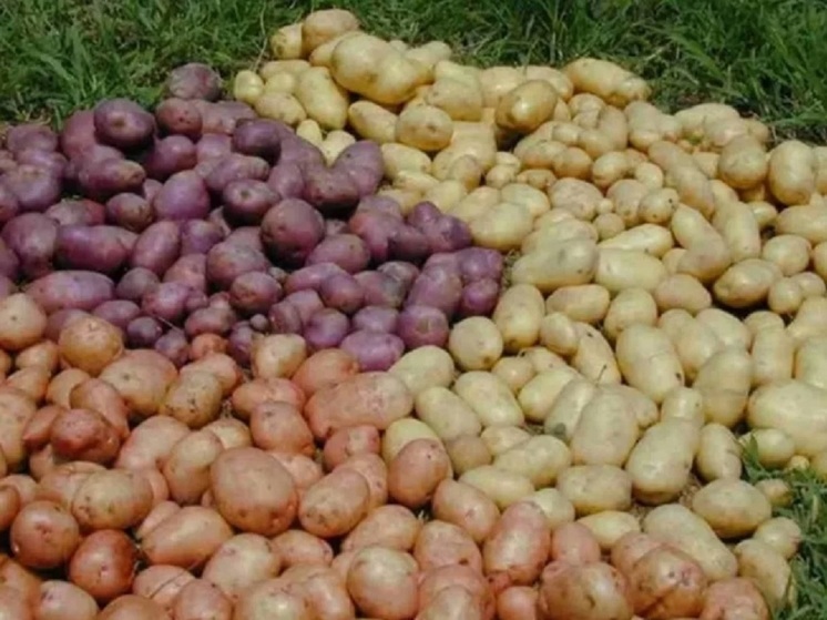 Эксперт рассказал почему нужно  обновлять семенной картофель