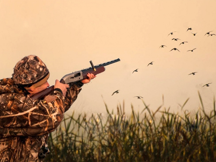В Кировской области открывается охота на селезня с подсадной уткой