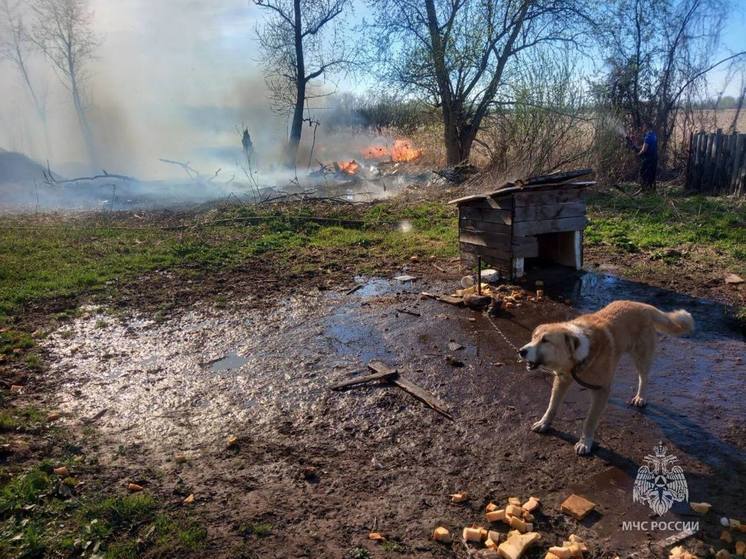 Сотрудники МЧС в Псковской области спасли собаку от огня