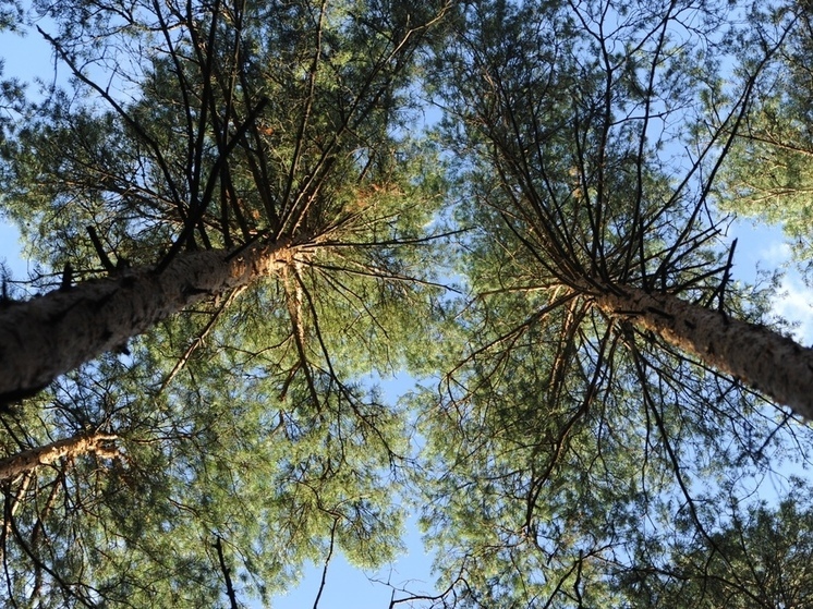 Средства из федерального бюджета выделят на высадку деревьев в ЛНР