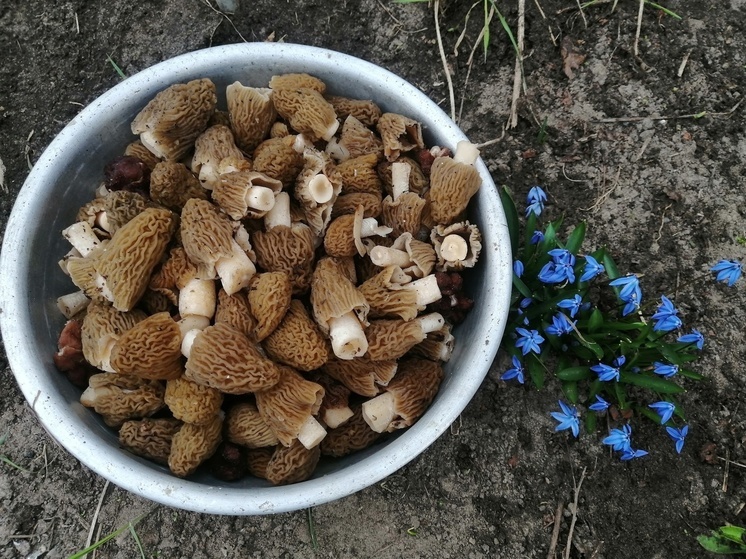 Рязанские грибники делятся фотографиями собранных в лесах сморчков