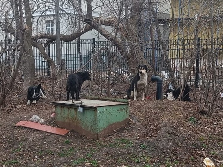Стая собак держит в страхе жителей одного из дворов в Уфе