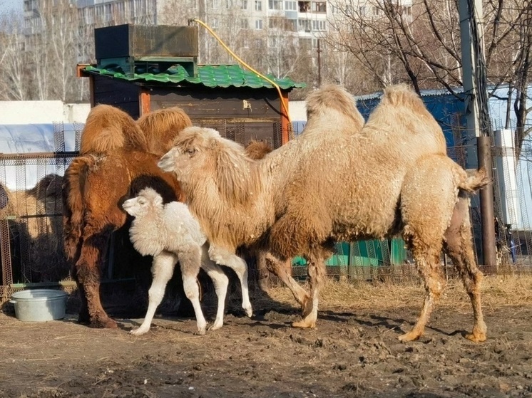 Алтайский биолог поделилась интересными фактами о верблюдах