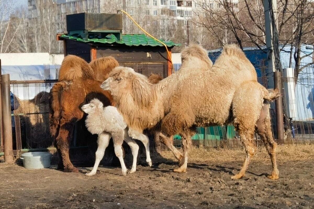 Алтайский биолог поделилась интересными фактами о верблюдах - МК Барнаул