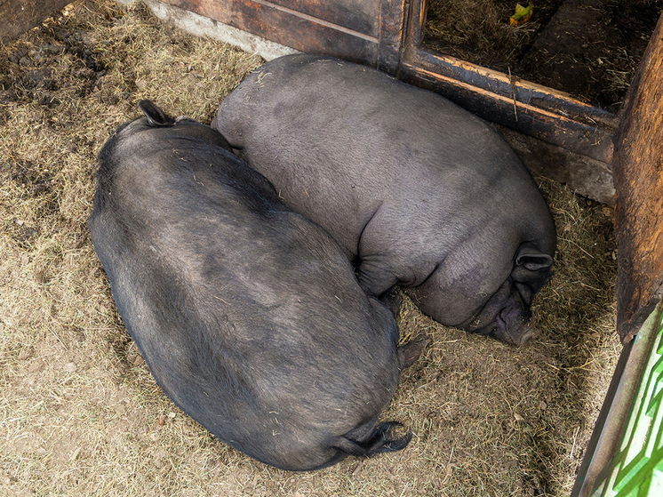 На Южном Урале ведут борьбу с африканской чумой свиней