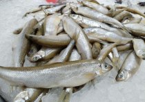 В начале сезона промысла корюшки цены обычно нестабильны. Однако в целом их диктует рынок, рассказали РБК представители рыбодобывающих предприятий. 