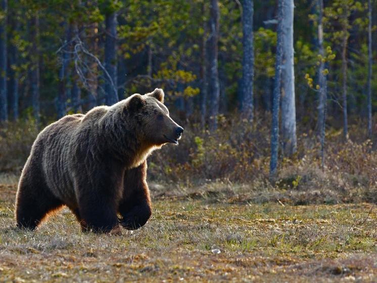 В Красноярском крае начали просыпаться медведи