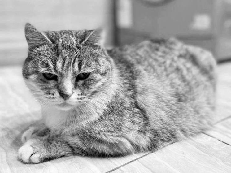 В Твери умерла кошка Молли после неудачной передержки