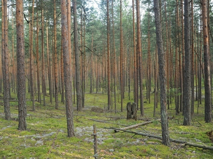 Триста тысяч деревьев высадили в ЛНР в рамках общероссийской акции