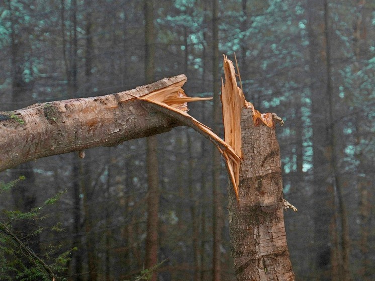 Безумец целенаправленно сломал молодые деревья в Воронеже
