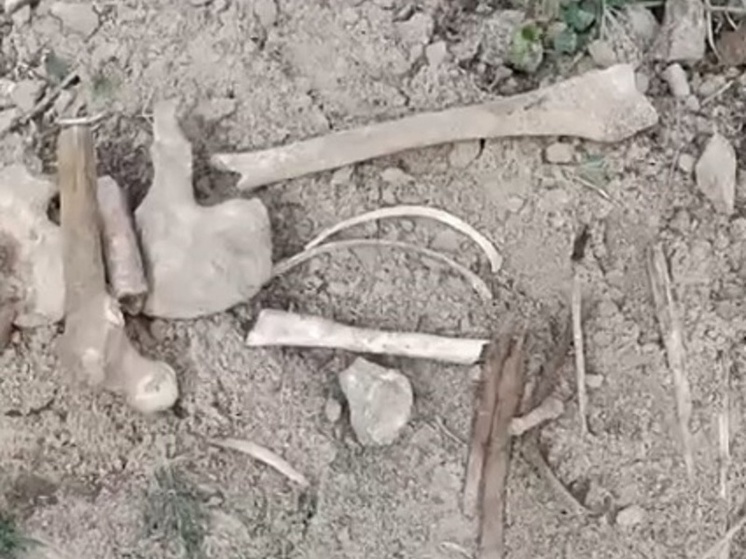 Костромская жуть: на детской площадке на улице Ткачей нашли человеческие кости