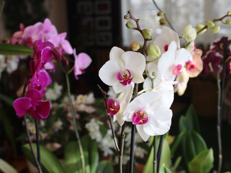 В Ботаническом саду СВФУ якутяне смогут посетить выставку-ярмарку орхидей