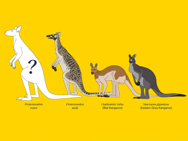 Обнаружены гигантские ископаемые кенгуру: доисторические сумчатые весили до 170 кг
