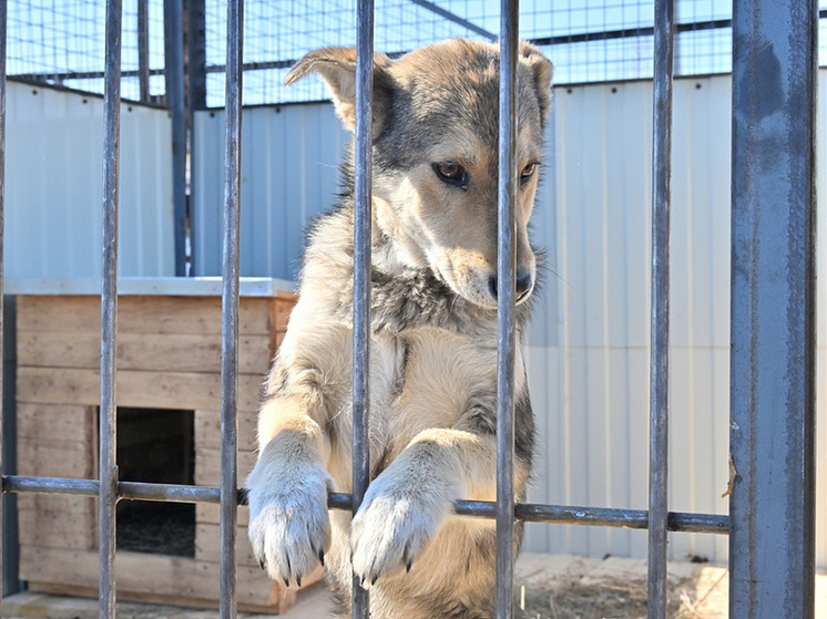 В Хабаровске у приюта для бездомных псов сменился собственник