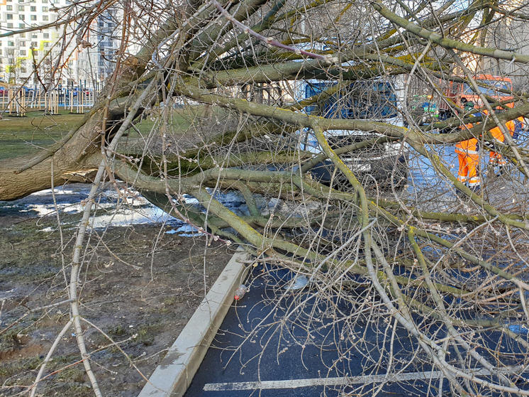 Мужчина пострадал при падении дерева на северо-востоке Москвы