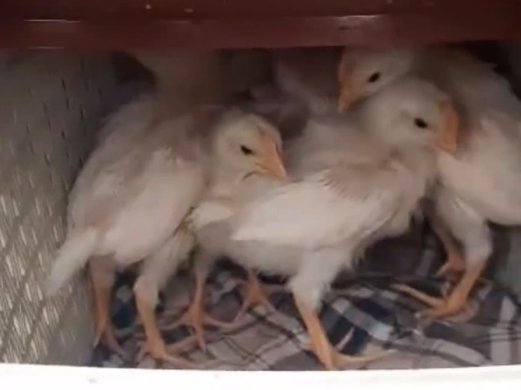 Фермер спас цыплят из томского СНТ «Нерудник»