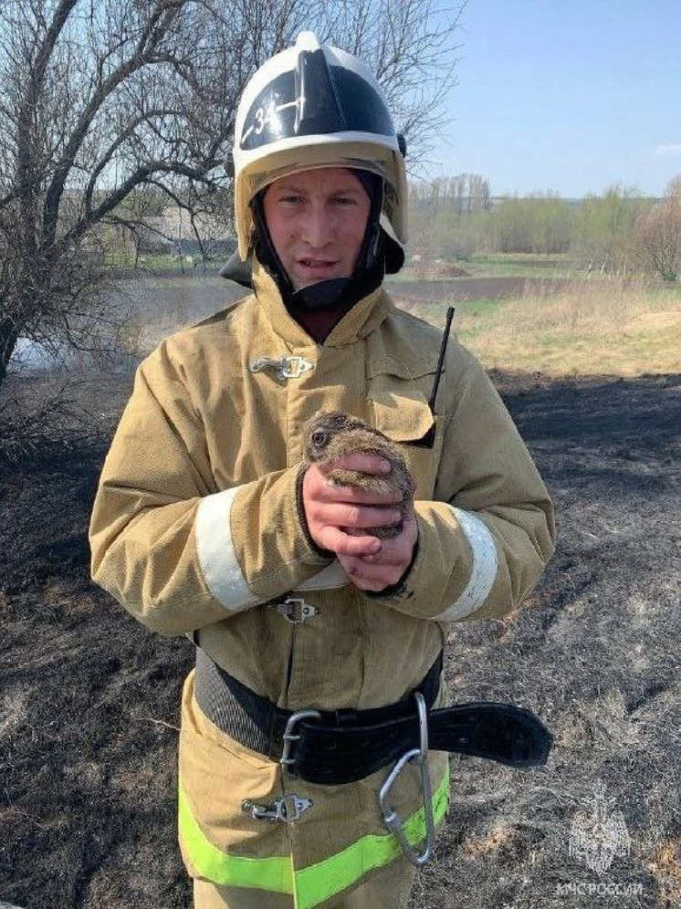 Белгородские пожарные вытащили из горящей травы зайчонка