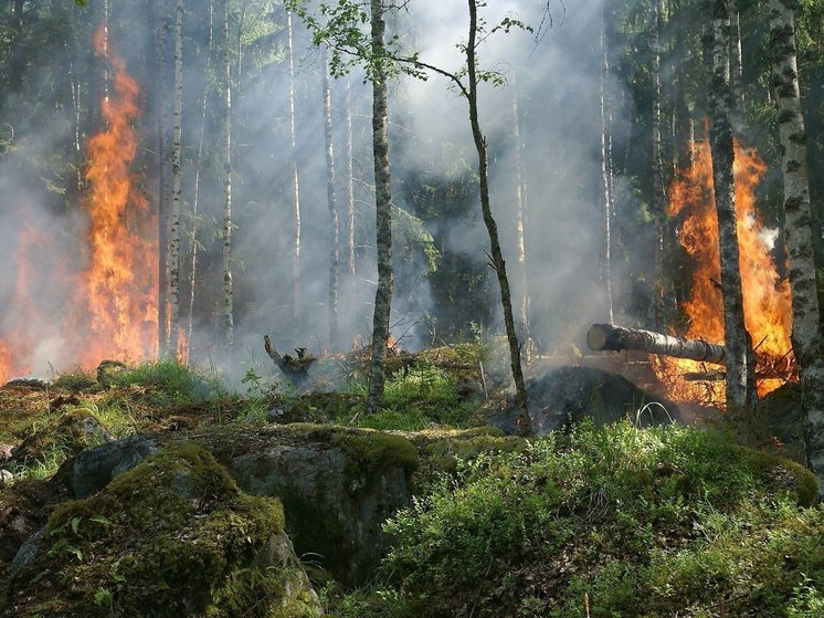 В Улан-Удэ ввели запрет на пребывание в лесу