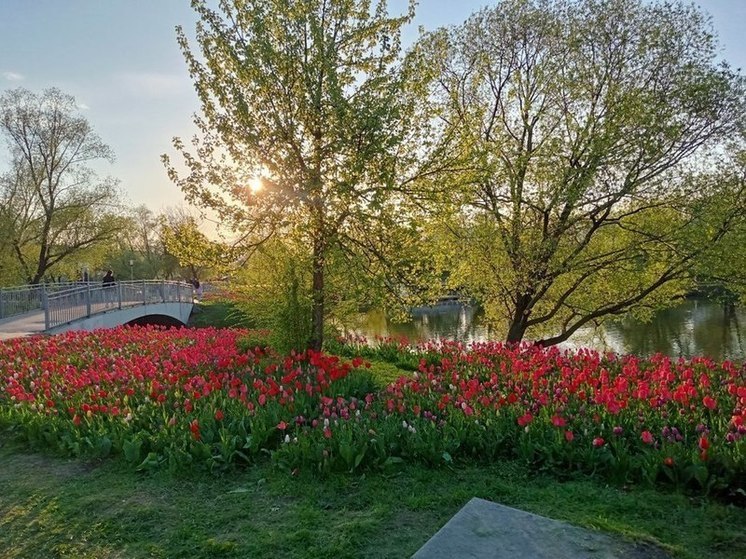В Белгороде заметили граждан, обрывающих клумбы с тюльпанами