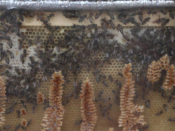 Из Казахстана в Челябинскую область хотели нелегально провести фуру с пчелами