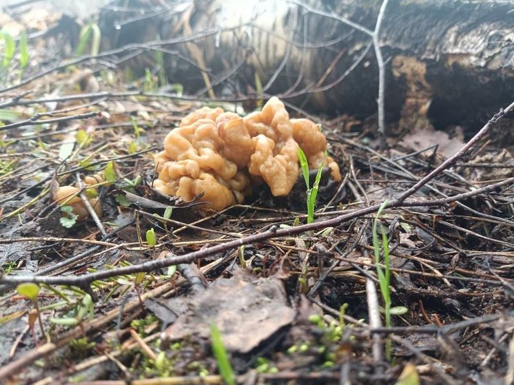 В Подмосковье первые весенние грибы уже собирают корзинами