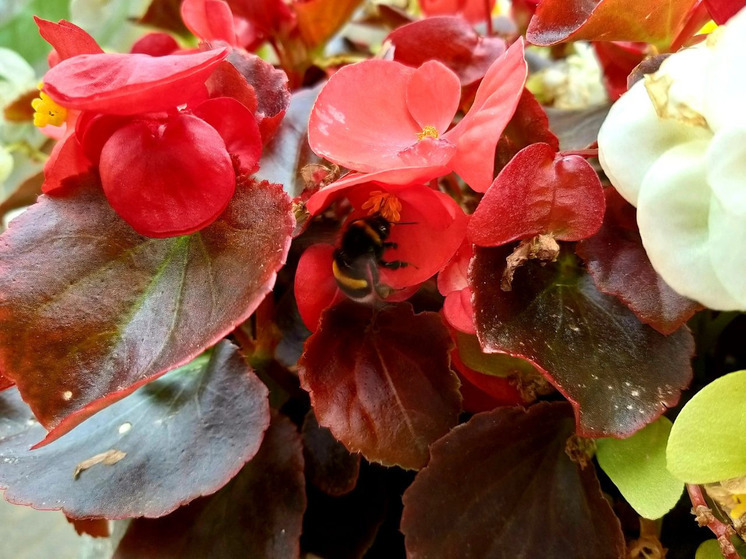 Стало известно, как мурманчанам-аллергикам защитить себя в сезон цветения