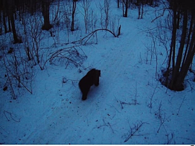 На территории заповедника Кивач в Карелии заметили медведя