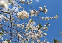 В центральных регионах России начался сезон цветения – опасная пора для аллергиков. Сегодня существует несколько эффективных способов побороть этот недуг, рассказал телеканалу «360» иммунолог-аллерголог Владимир Болибок. 