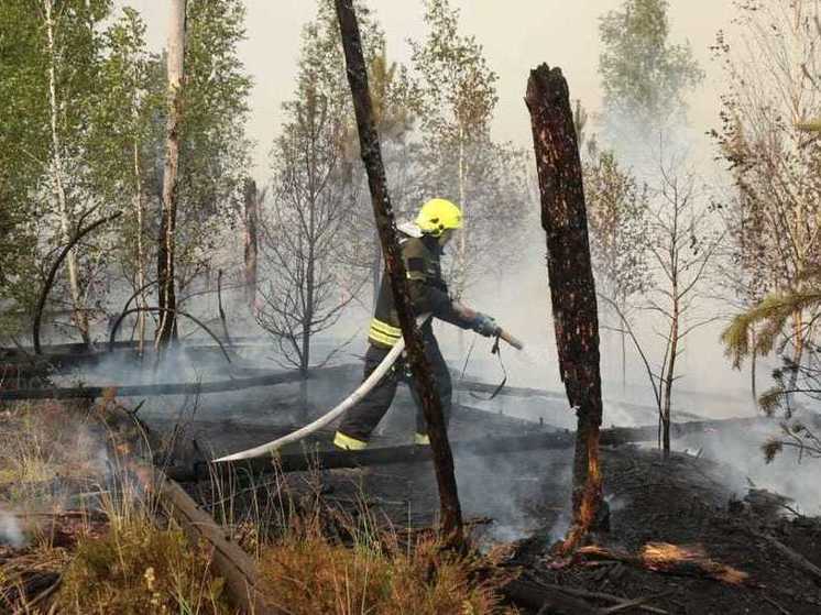 Первый лесной пожар в Рязанской области произошёл в Ерахтурском лесничестве