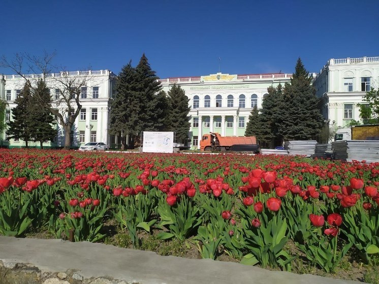 В МелГУ идёт масштабная стройка на фоне прекрасных тюльпанов