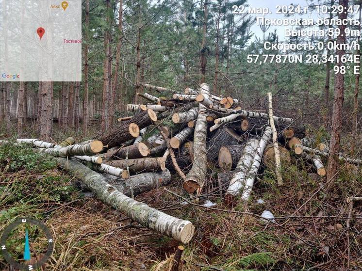 По требованию природоохранного прокурора возбуждено уголовное дело по факту рубки деревьев в Корытовском лесу