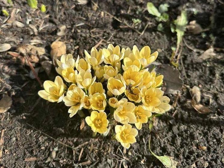 Первые весенние цветы появились в Тюменской области