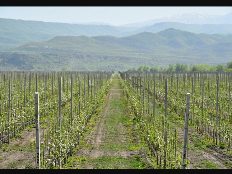 Дагестан превышает цели посадки садов в 2024 году